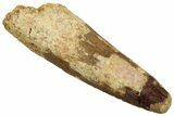 Fossil Spinosaurus Tooth - Real Dinosaur Tooth #329599-1